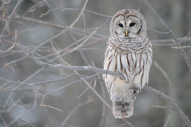 Barred Owl in Winter Strix Varia 