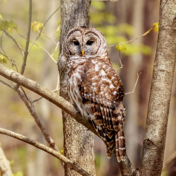 Barred Owl Photo credit to Eddie Johnson