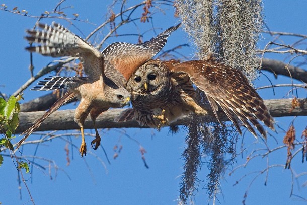 Barred Owl Strix varia Attacking Red-shouldered Hawk Buteo lineatus 