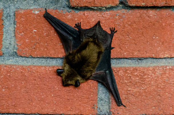 Bat asleep on my front porch in Mouth of Wilson VA 