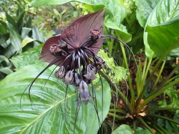 Batception Black bat lily - Tacca chantrieri 