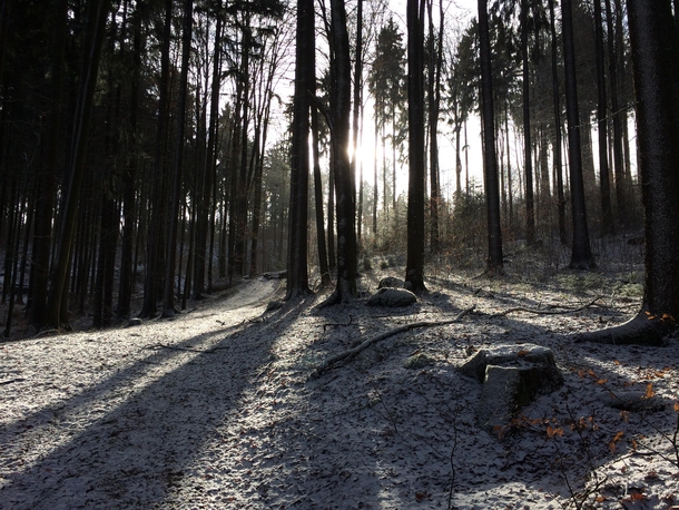 Bavarian Forest after Snowfall Falkenstein Germany 