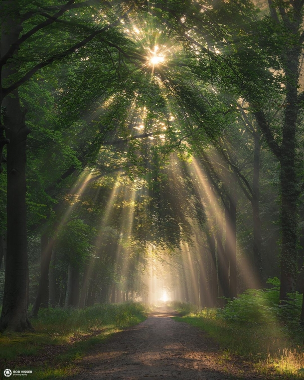 Beam me up Spring sun rays in the Liesbos Breda the Netherlands 