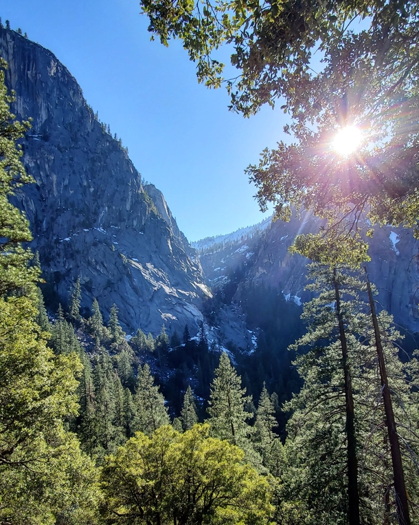 Beaming light breaking through the trees Yosemite National Park CA USA 