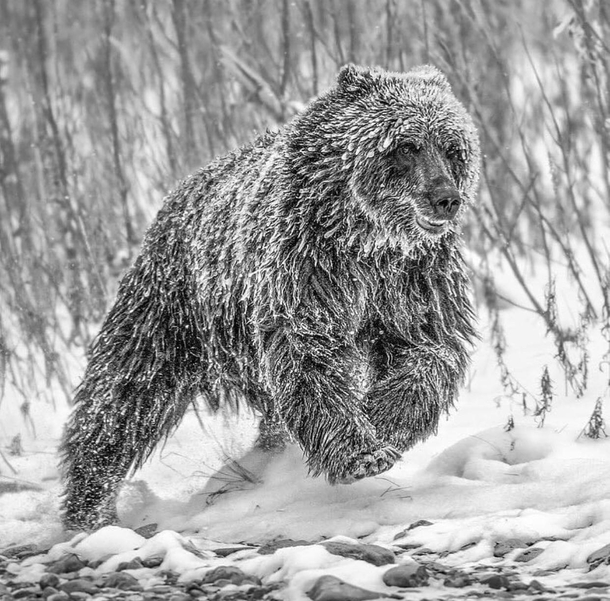 Bear covered in ice and snow on the hunt