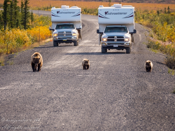 Bear Family is leading the way 