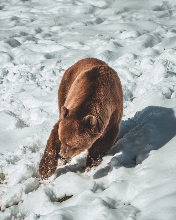 Bear in the snow Photo credit to Melina Kiefer