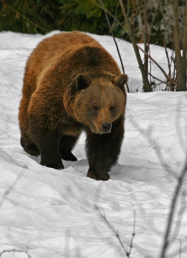 Bear strolling around in Bavarian Forest 