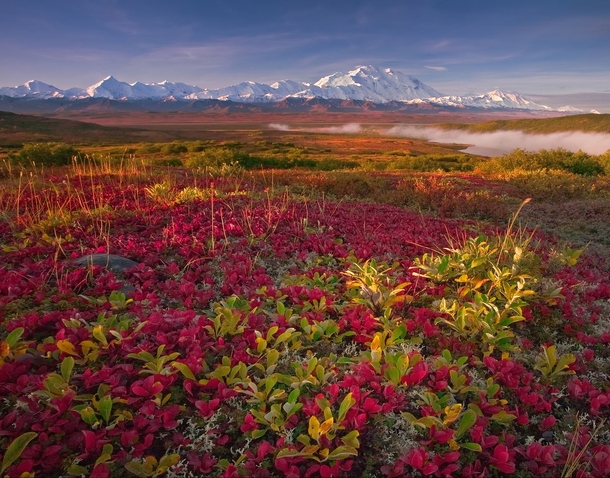 Bearberries in Denali National Park Alaska  Photo by Kevin McNeal