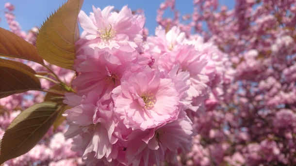 Beautiful Blossom Pink Spring Flowers