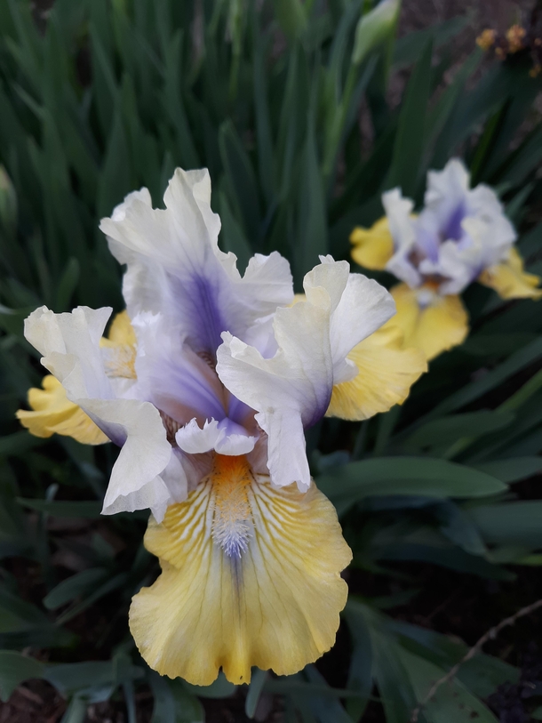 Beautiful color variation in these irises