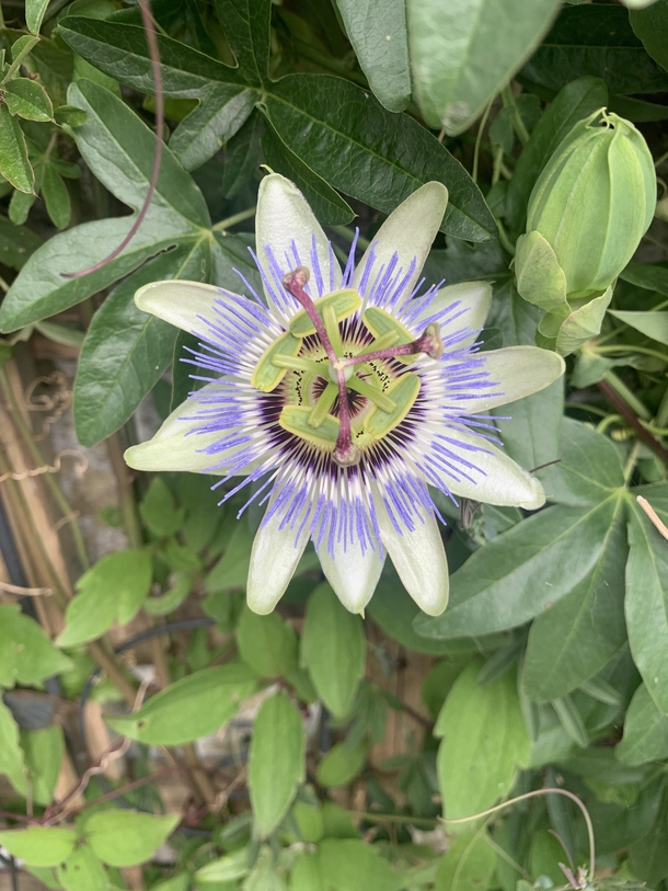 Beautiful flower found in the garden