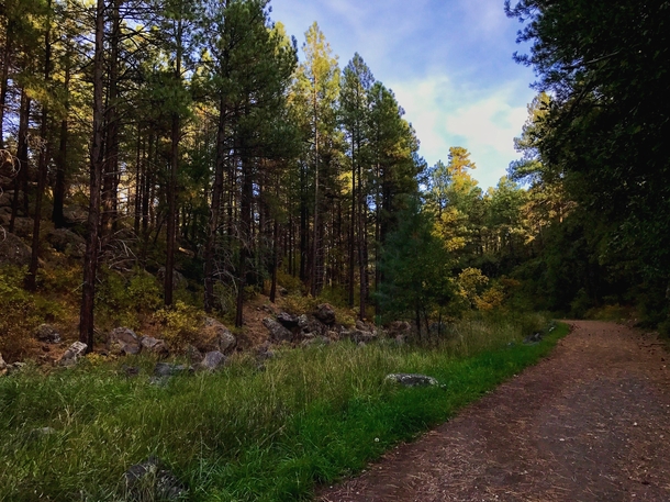 Beautiful hike today in Flagstaff Arizona 