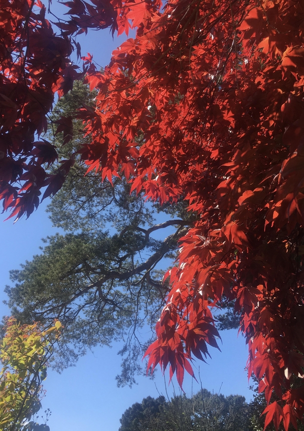 Beautiful Japanese red maple against a spring blue sky