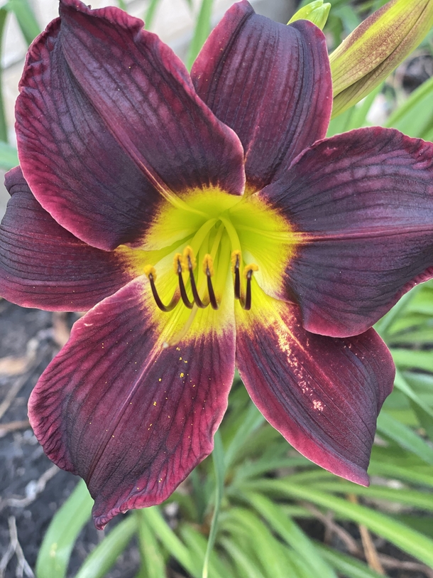 Beautiful Lily- anyone know the name This is the first year they came up this color