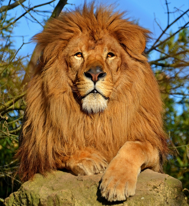 Beautiful lion 