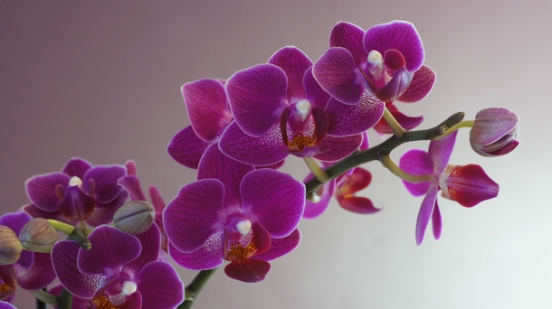 Beautiful Moth Orchid Phalaenopsis 
