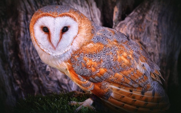 Beautiful Night Owl  X 