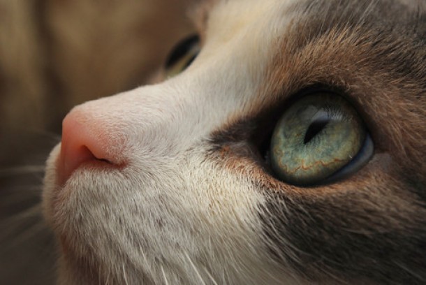 Beautiful photo of a beautiful cat Felis catus 