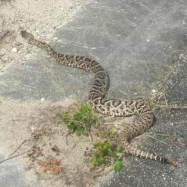 Beautiful rattlesnake crossing roadway in Aerojet