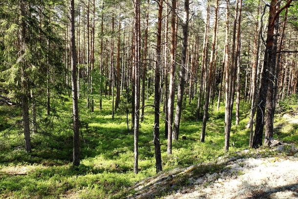 Beautiful spring forest in Stockholm Sweden 