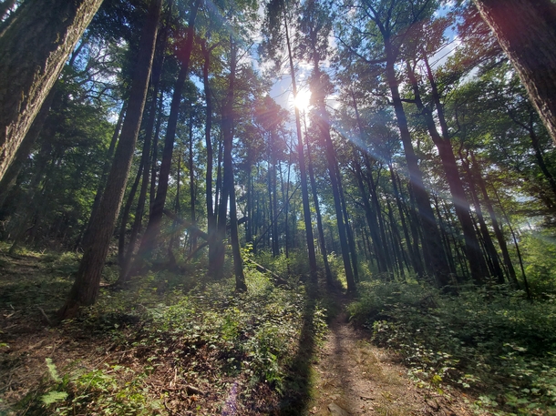 Beautiful sun through the trees Benton Pennsylvania 