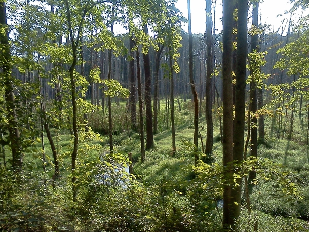 Beautiful Swamp in Wake County NC 