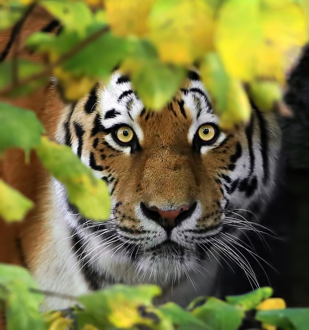 Beautiful Tiger Panthera Tigris Close-Up 