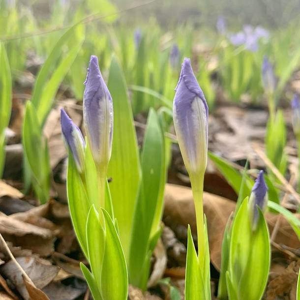 Beautiful tiny Irises