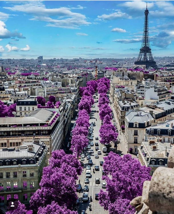 Beautiful trees in Paris