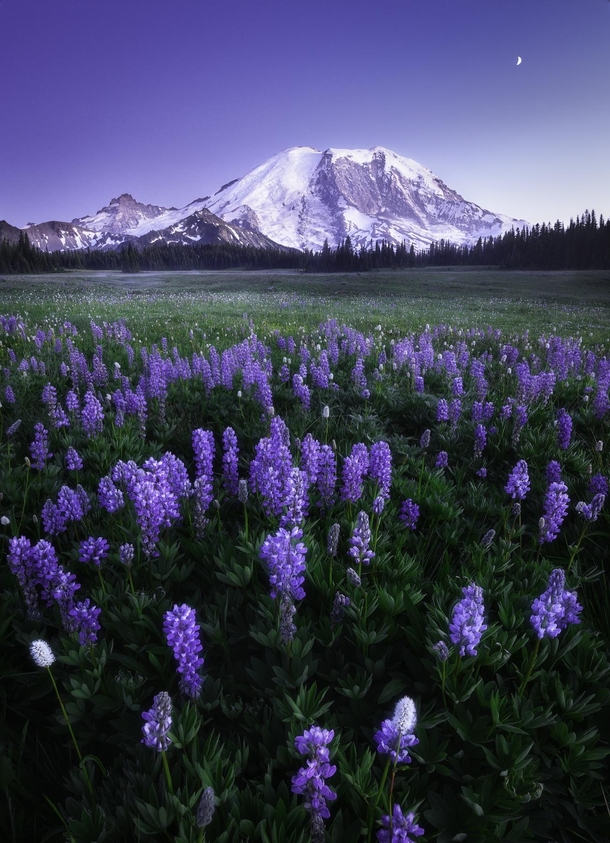 Beautiful wild flowers blooming during twilight at Mt Rainier Washington 