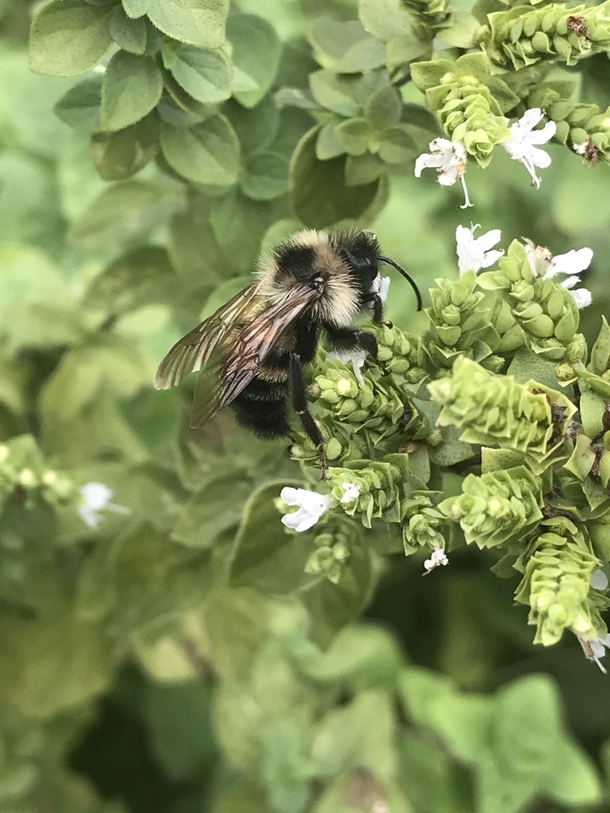 Bee pollinating oregano 