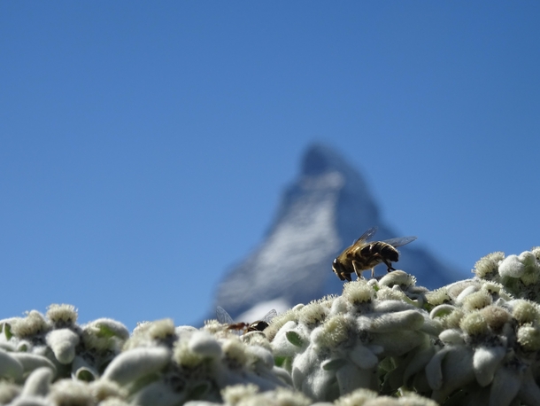 Bees and the Matterhorn x 