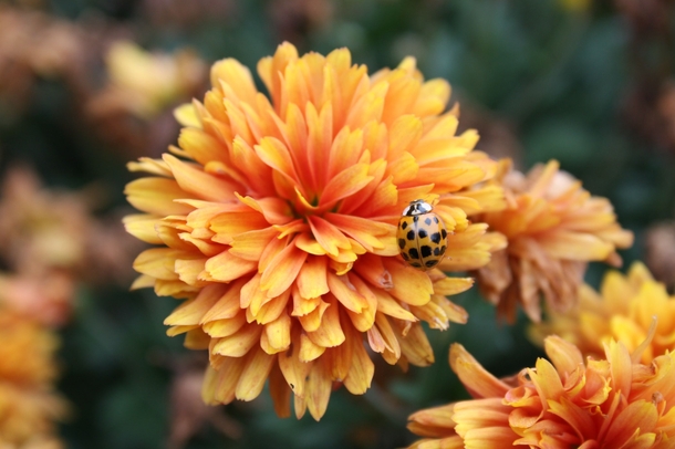Beetle amp Chrysanthemum 