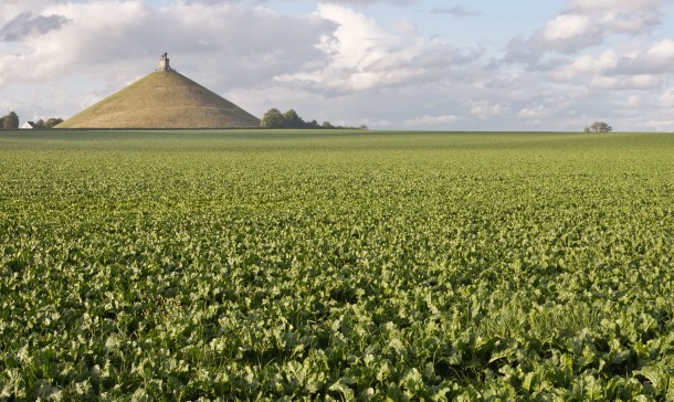 Beets cultivated on site of famous Battle of Waterloo in Belgium 