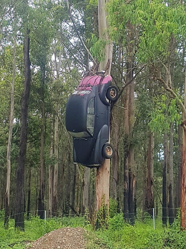 Believe it or not this is not a rare sight throughout Australia car hitched in a tree out in the bush