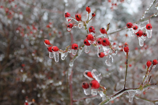 Berries after an ice storm in Michigan 