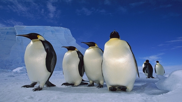 Best penguin pics 