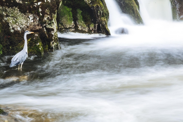 Bewts-Y-Coed Waterfalls Snowdonia North Wales UK 