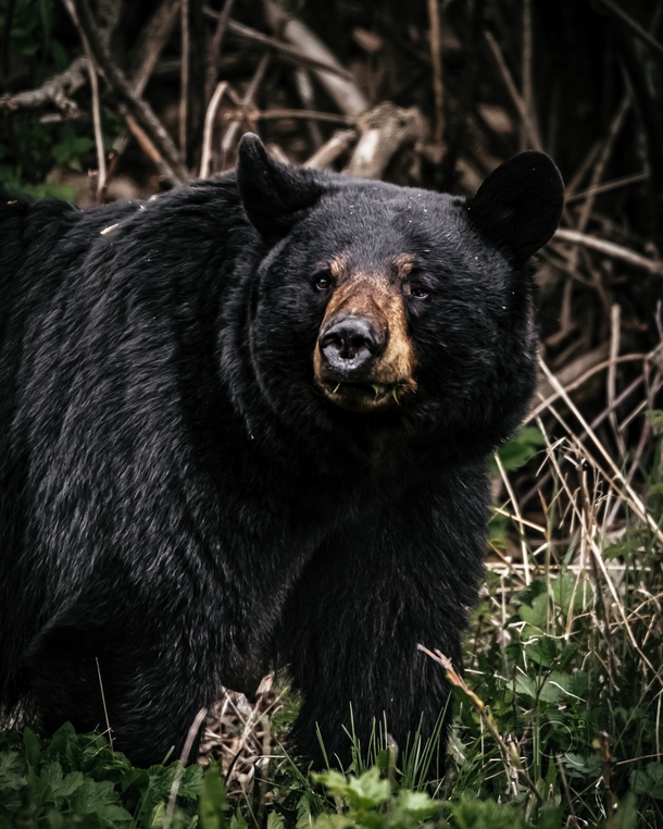 Big black bear munching on grass