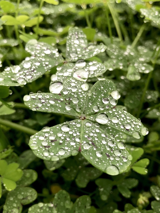Big clovers after the rain