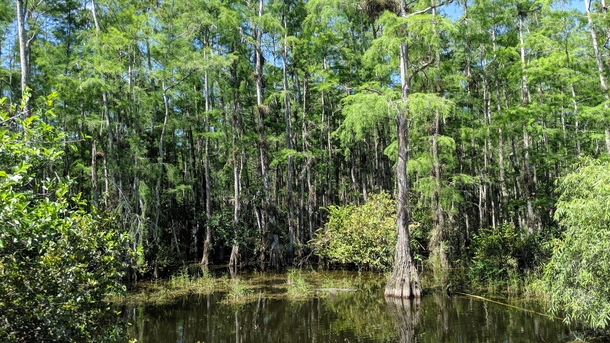 Big Cypress Nature Preserve Florida 