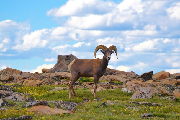 Big Horn Sheep Ovis canadensis Rocky Mountain National Park 
