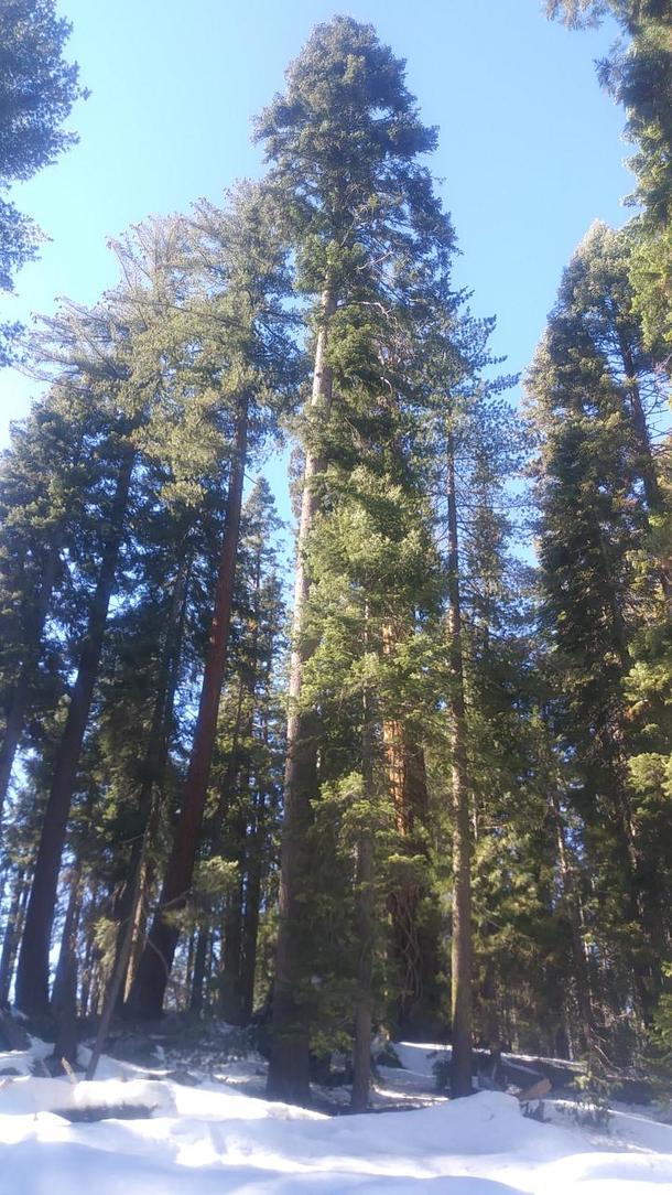 Big Trees Trail- Sequoia National Park Ca x