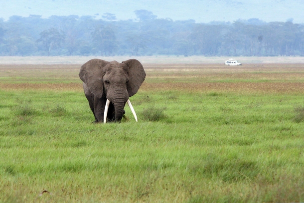 Big Tusker wandering the fields of Ngorongoro Crater 