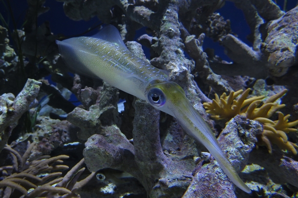 Bigfin reef squid Sepioteuthis lessoniana on exhibit in Monterey Bay Aquarium 
