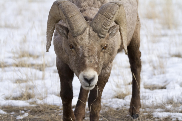 Bighorn Ram in Southwest Montana 