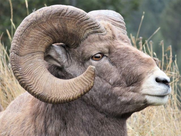 Bighorn ram showing one of its horns with annuli rings