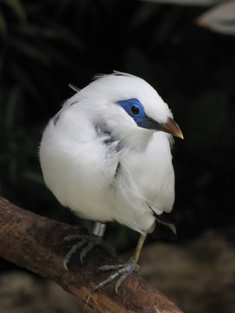 Bird on branch at Brookfield Zoo 