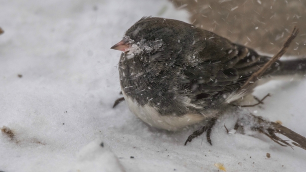 Birds are not loving life too much right now in Minnesota Extreme winds and very low temperatures do not mix well 